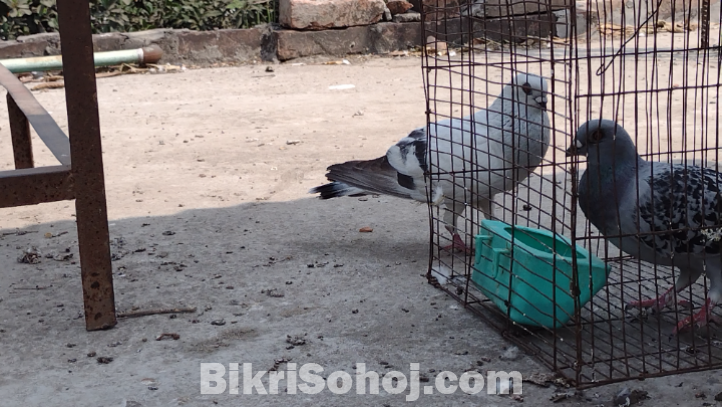 দামাছিন নর
